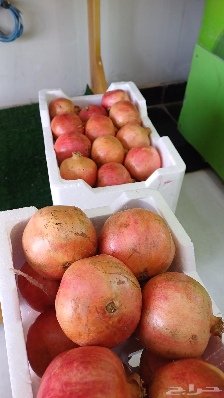 A small and large pomegranate, a sentence and a singularity64520628390273110