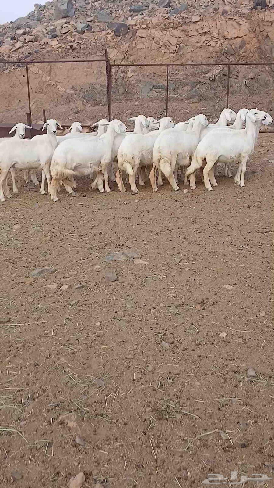 رخال مقاني صنف للبيع64524891532546112