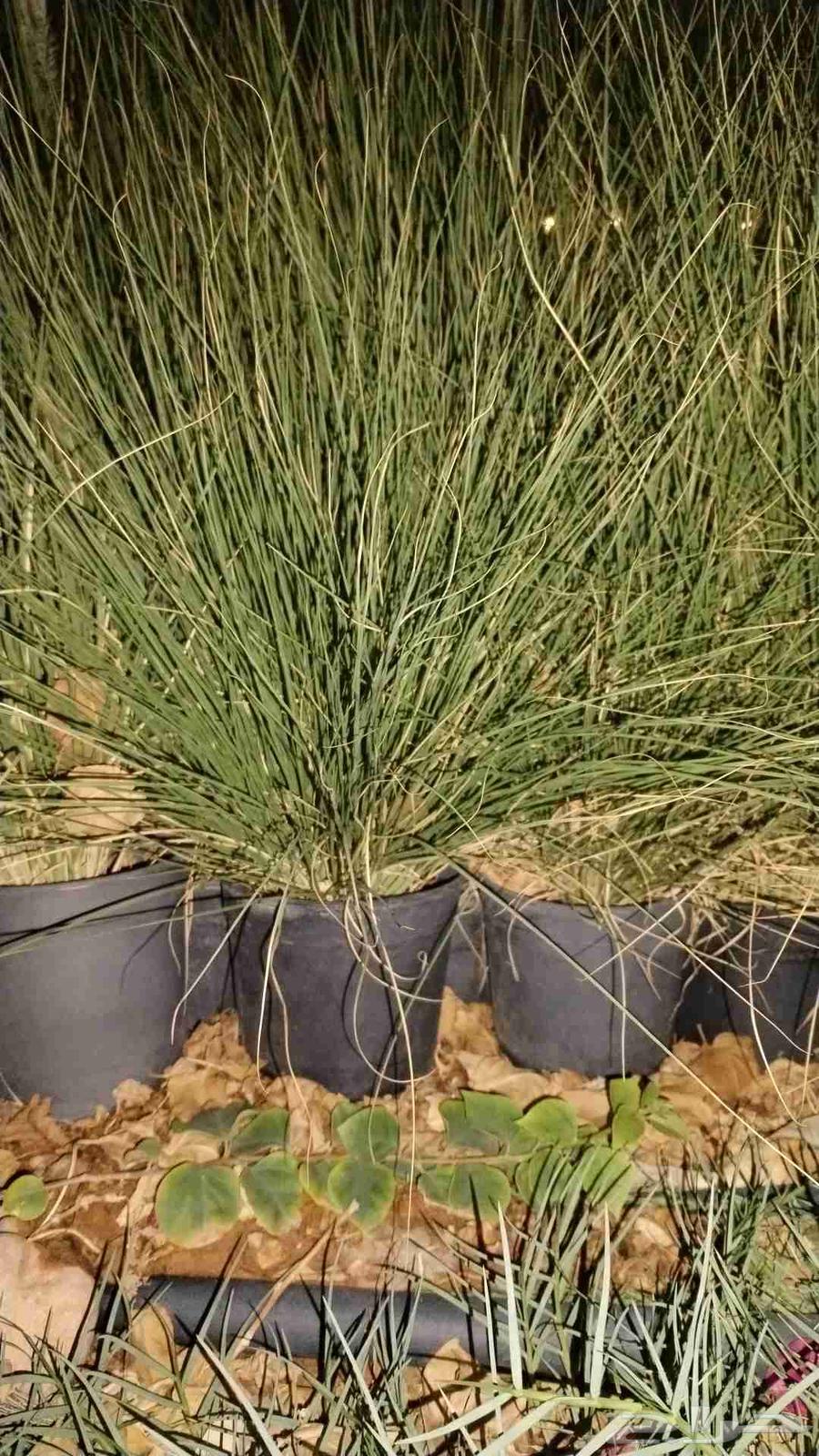 مزرعه الريحانه بالخرج ترحب بكم لدينا اسعار خياليه لاشجار الز64520304115329111