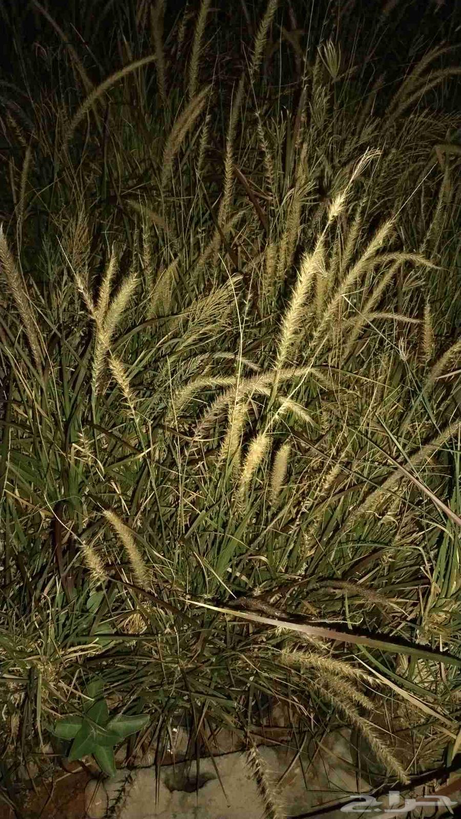 مزرعه الريحانه بالخرج ترحب بكم لدينا اسعار خياليه لاشجار الز64520304115329113