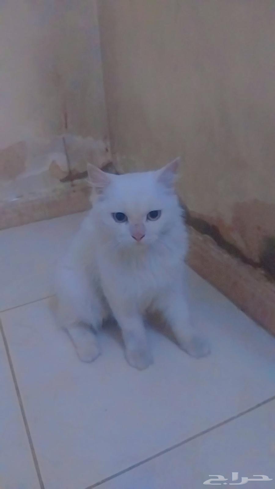 قط للبيع64519087966082110