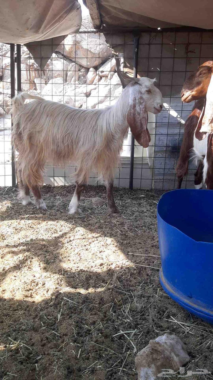 للبيع معزاء مصريات فواخر64523047947265110