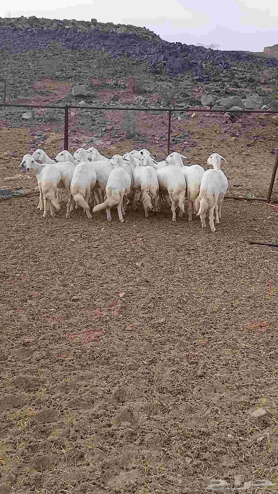 رخال مقاني صنف للبيع64524891532546110