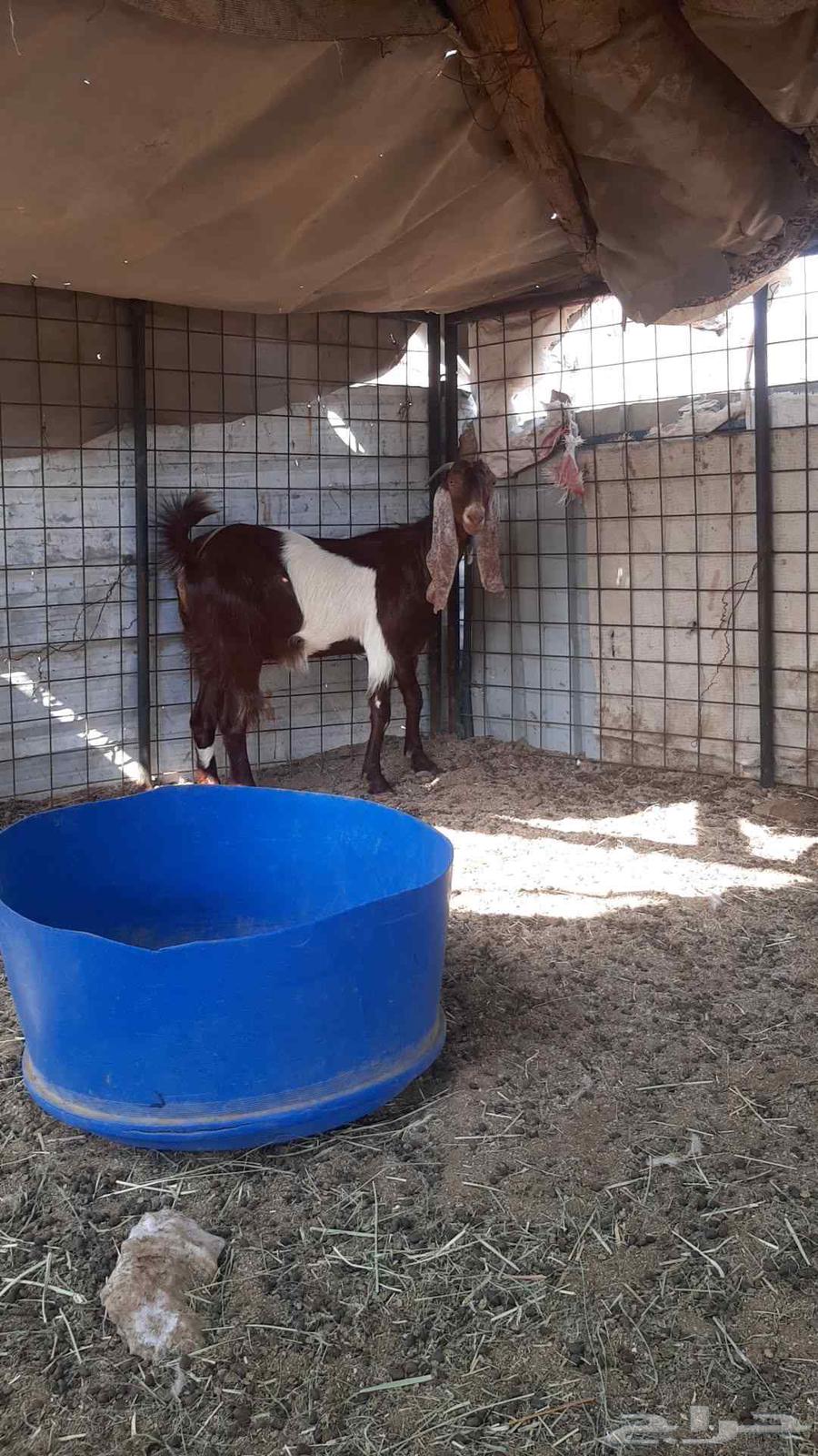 للبيع معزاء مصريات فواخر64523047947265111