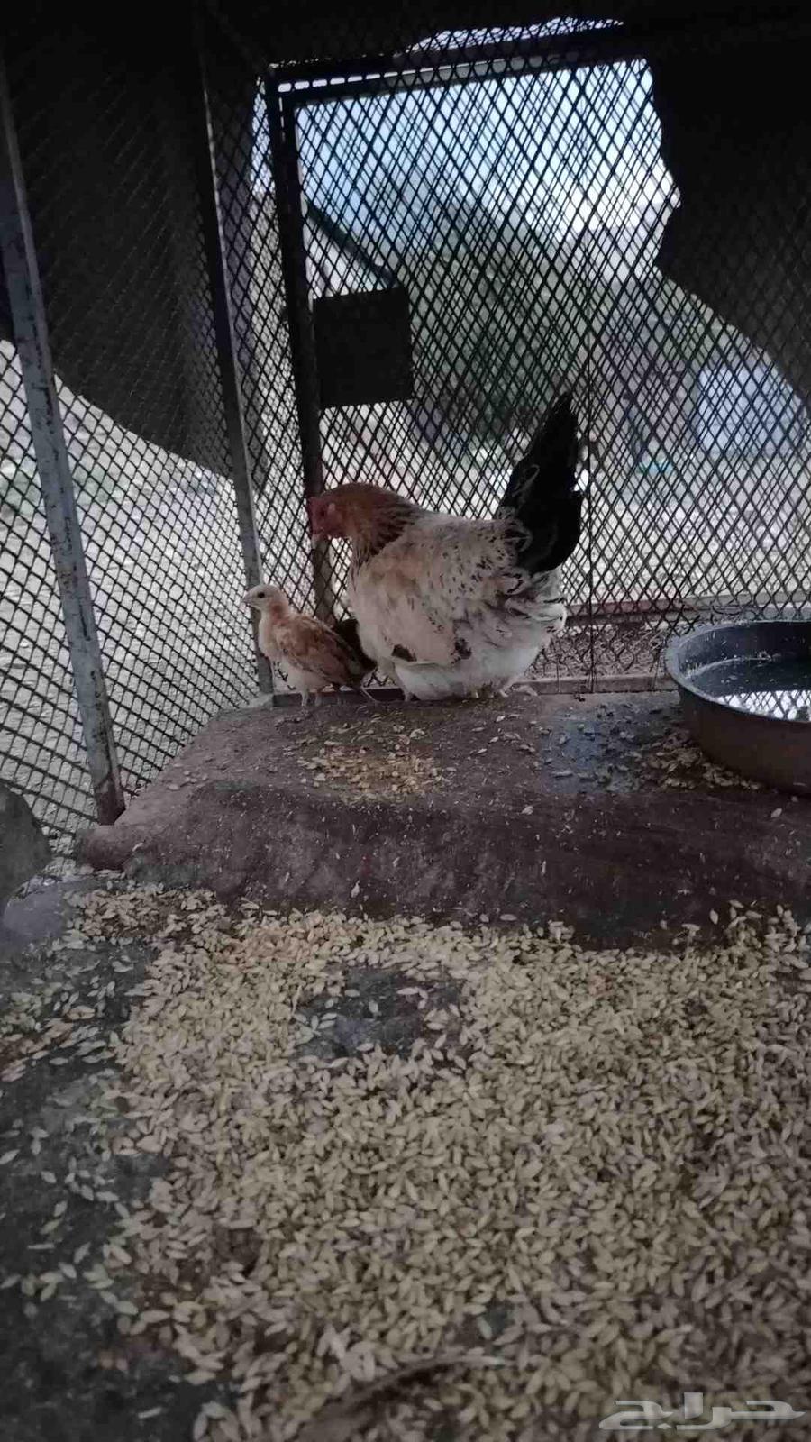 دجاجه معا فصولها للبيع64516296822146110