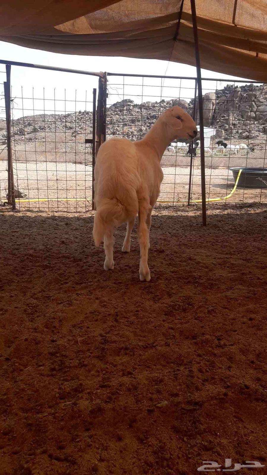 للبيع طلي حري نظيف64526787442818111