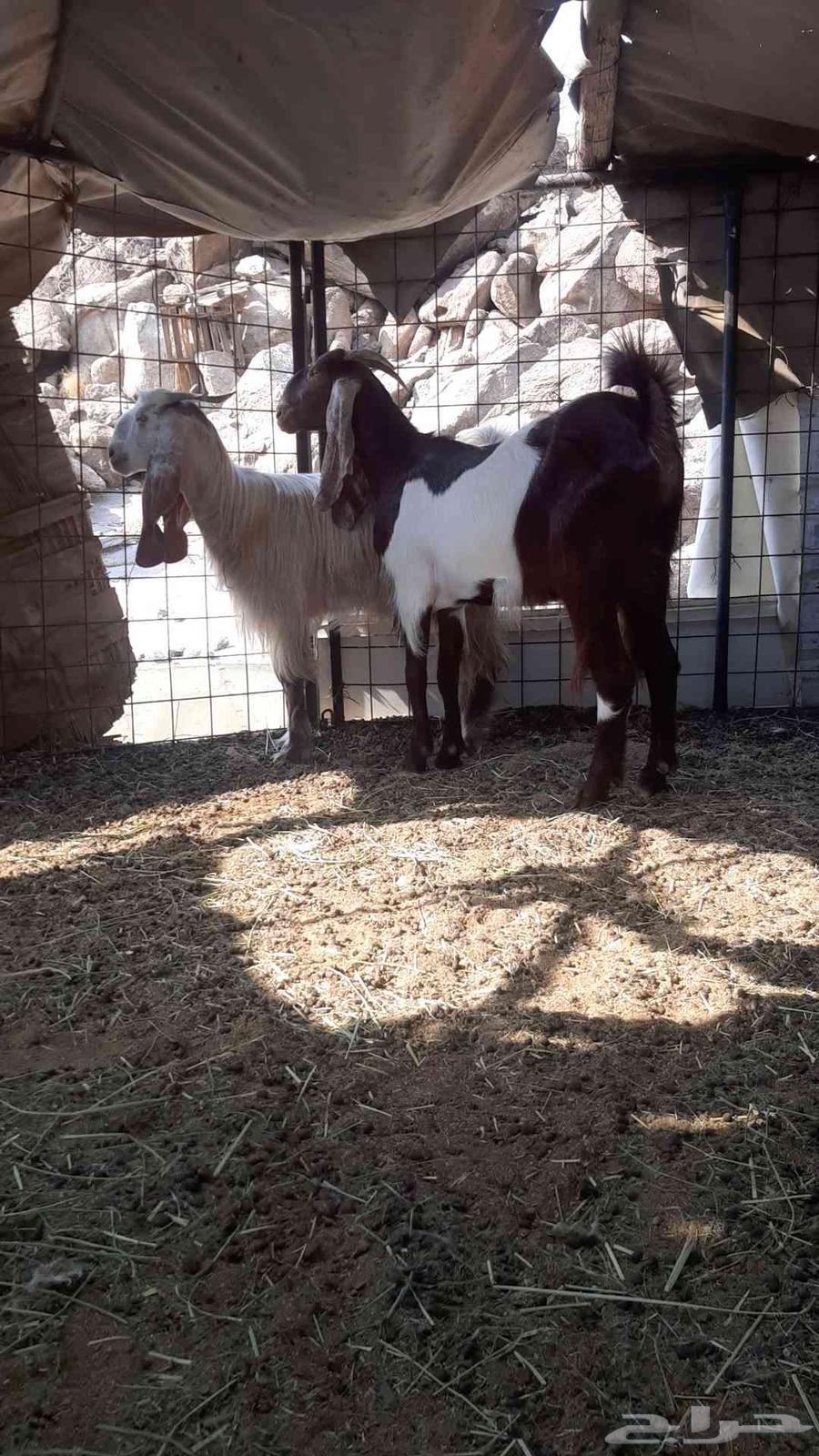 للبيع معزاء مصريات فواخر64523047947265112