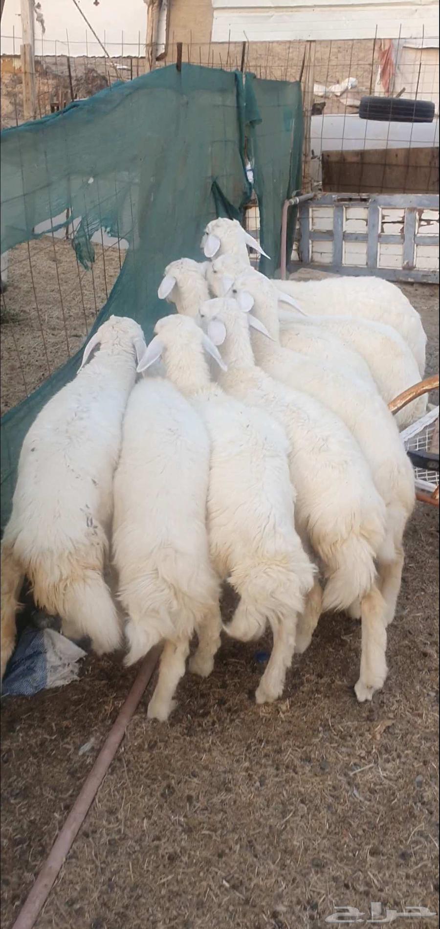 بهم تربية من مراحي طليان ورخال64520346825986111