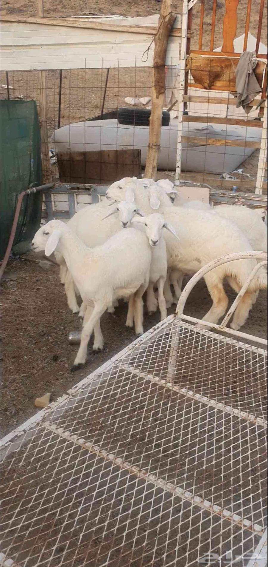 بهم تربية من مراحي طليان ورخال64520346825986110