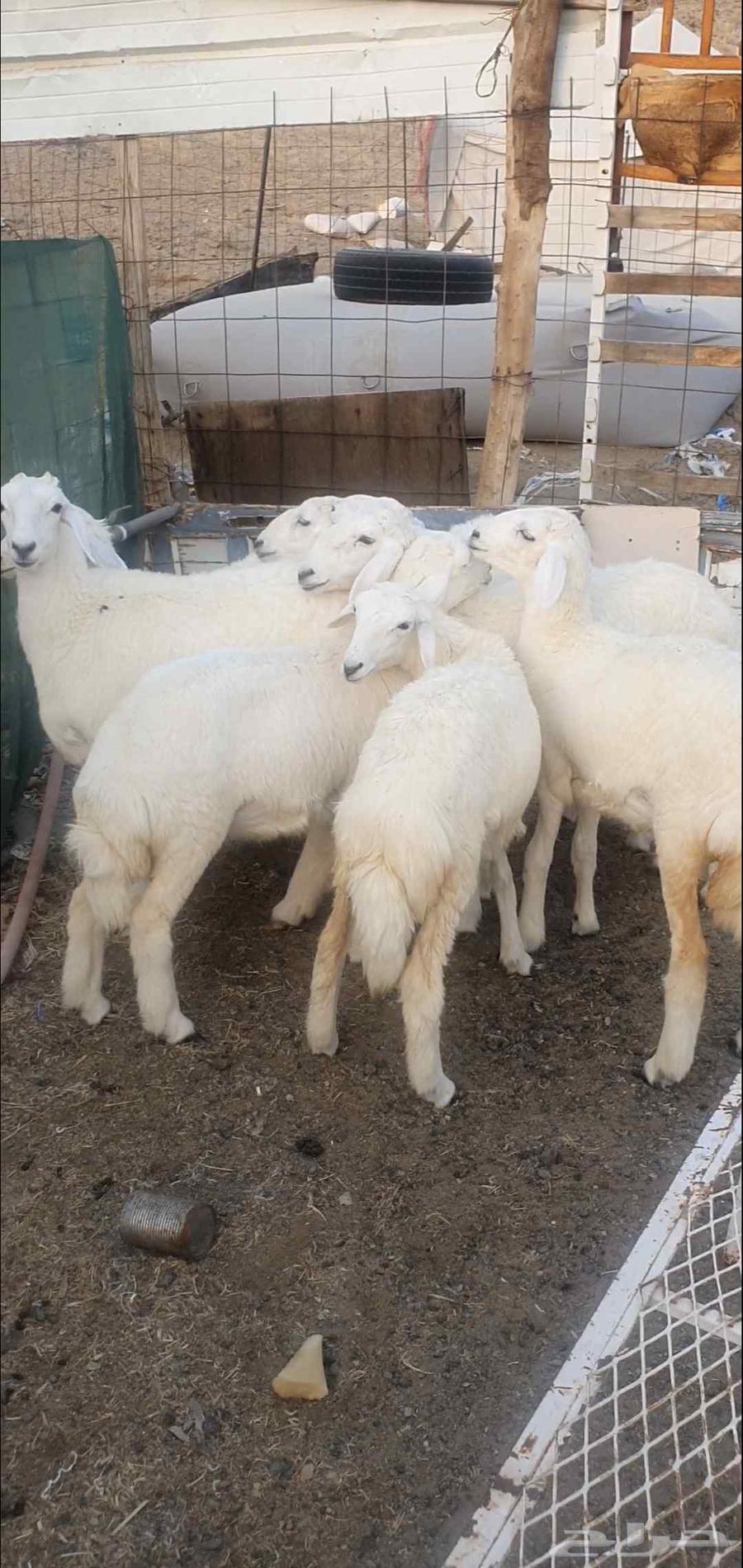 بهم تربية من مراحي طليان ورخال64520346825986112