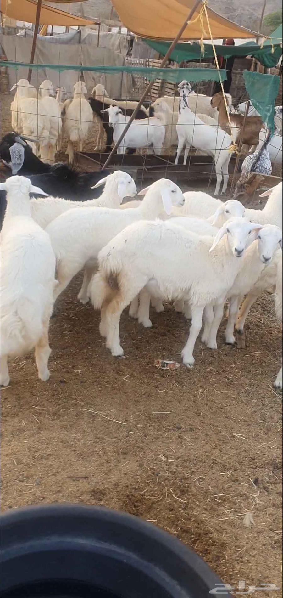 بهم تربية من مراحي طليان ورخال64520346825986113