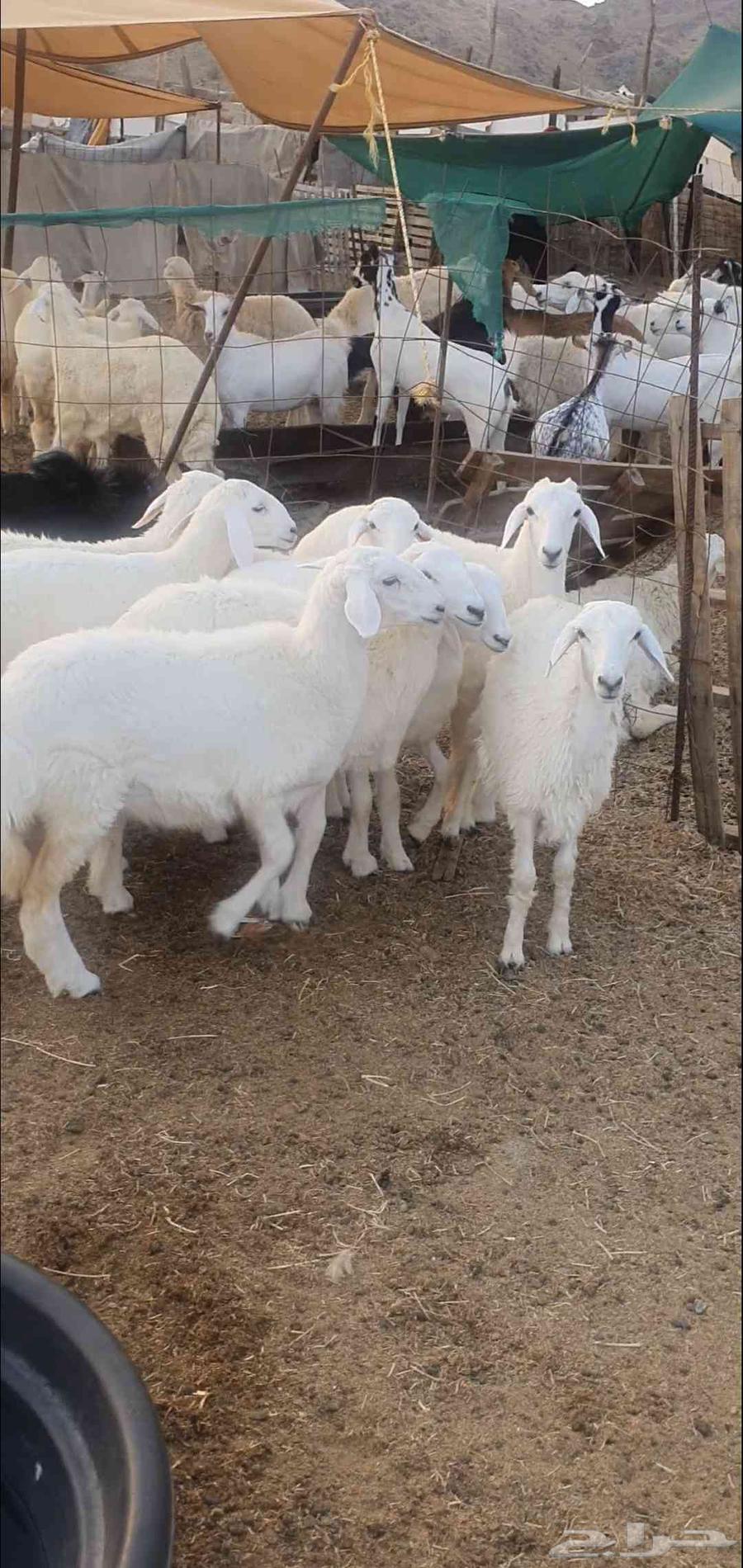 بهم تربية من مراحي طليان ورخال64520346825986114