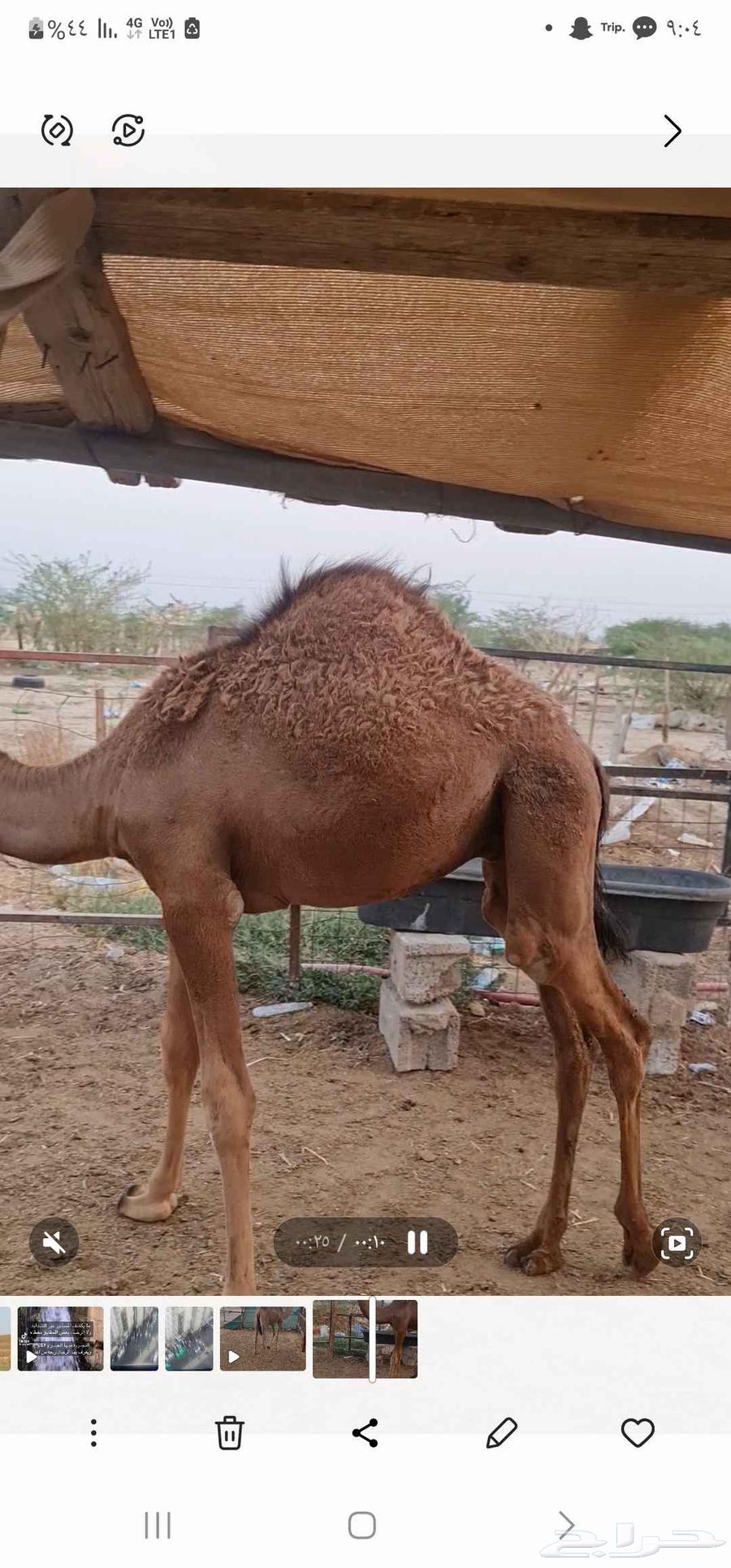 قعود للبيع64525815160195113