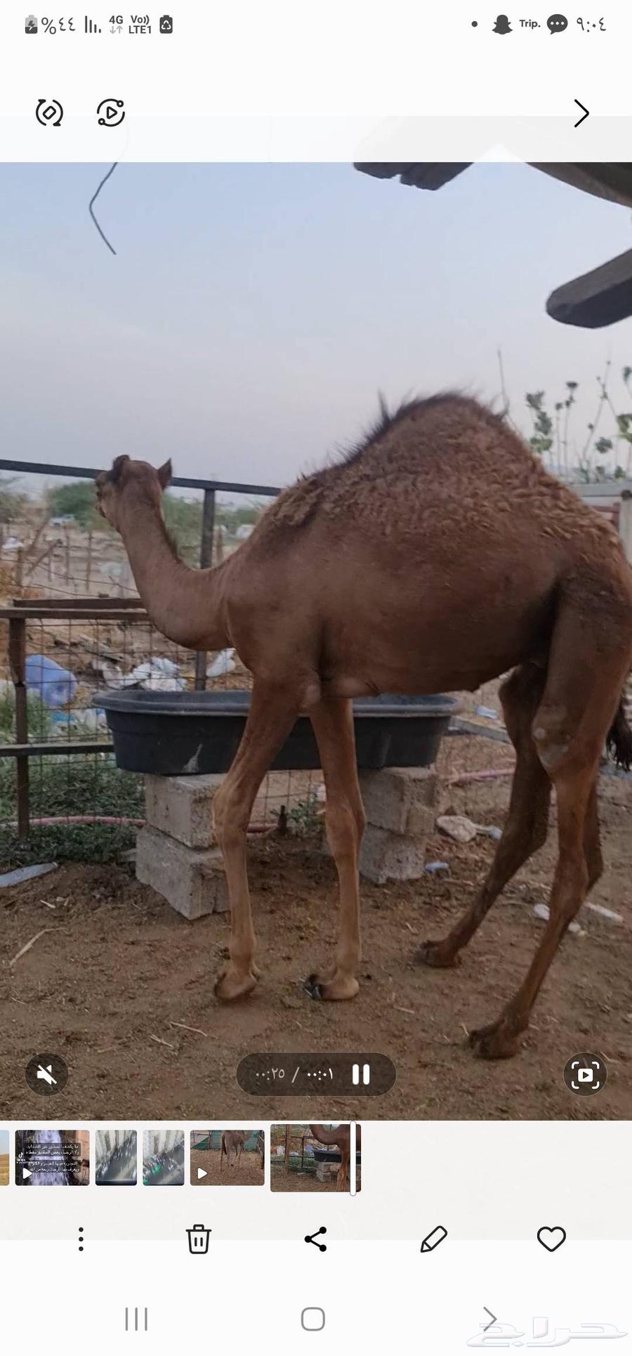 قعود للبيع64525815160195112