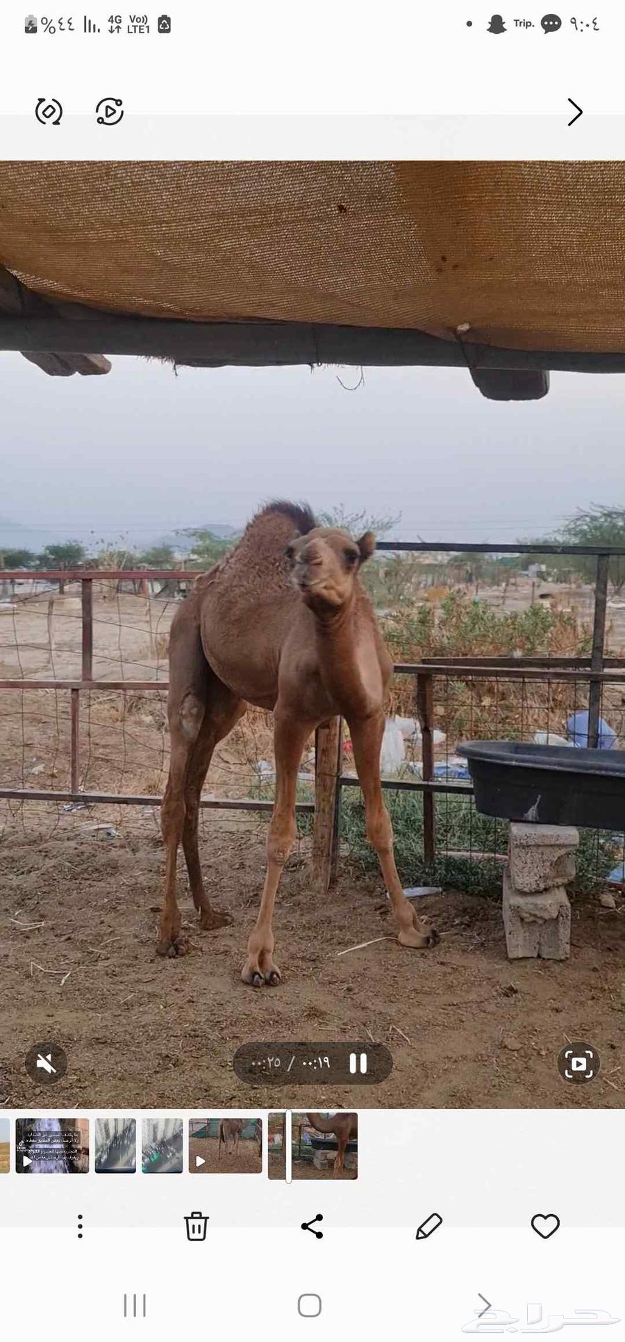 قعود للبيع64525815160195114