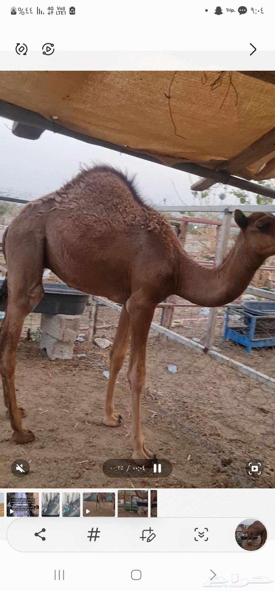 قعود للبيع64525815160195110