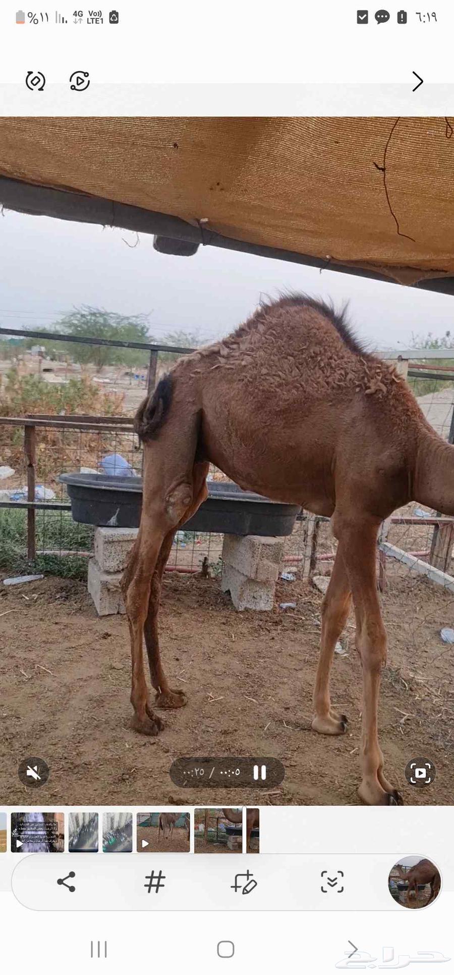 قعود للبيع64525815160195111