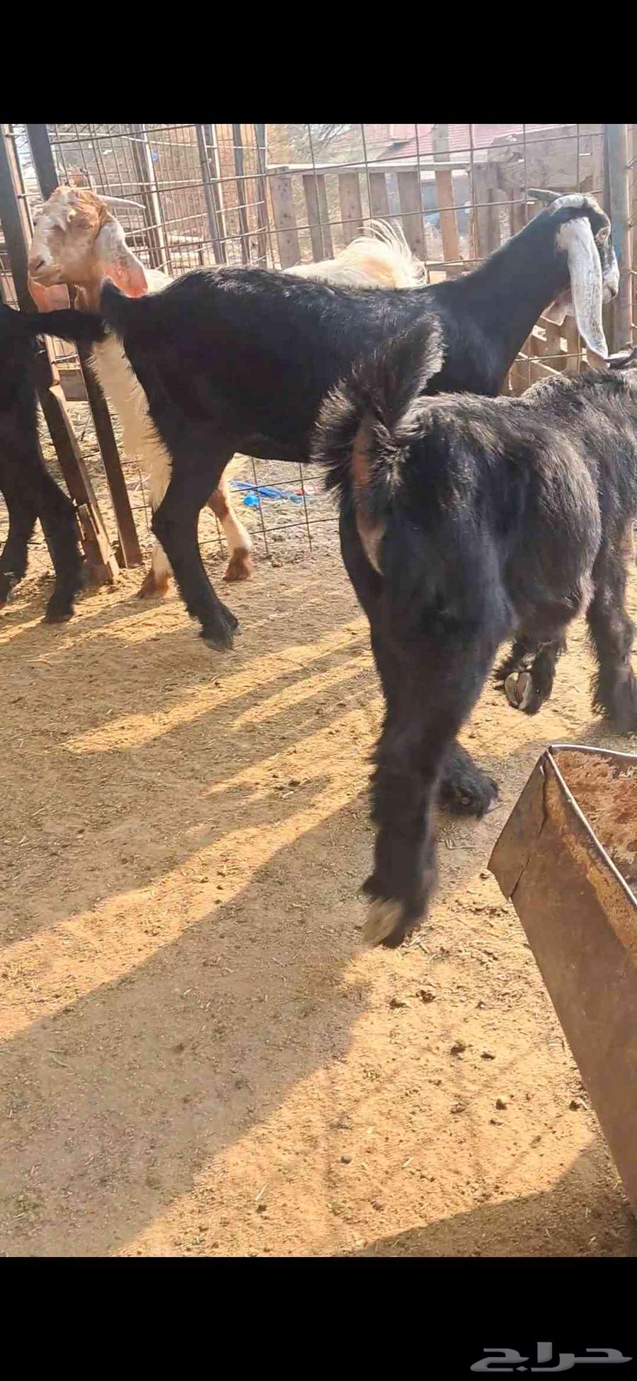 للبيع تيوس نضاف وشحم64523373185539114