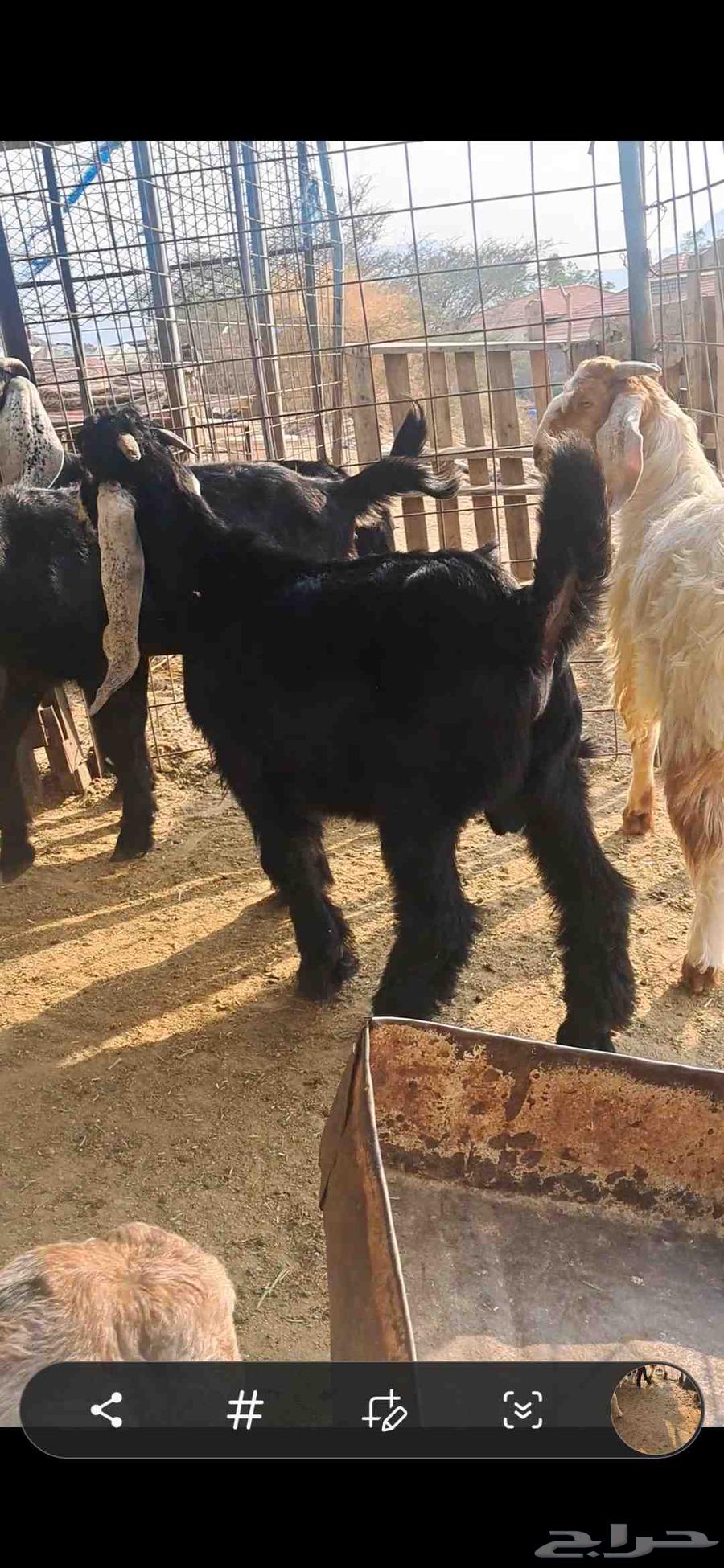 للبيع تيوس نضاف وشحم64523373185539110