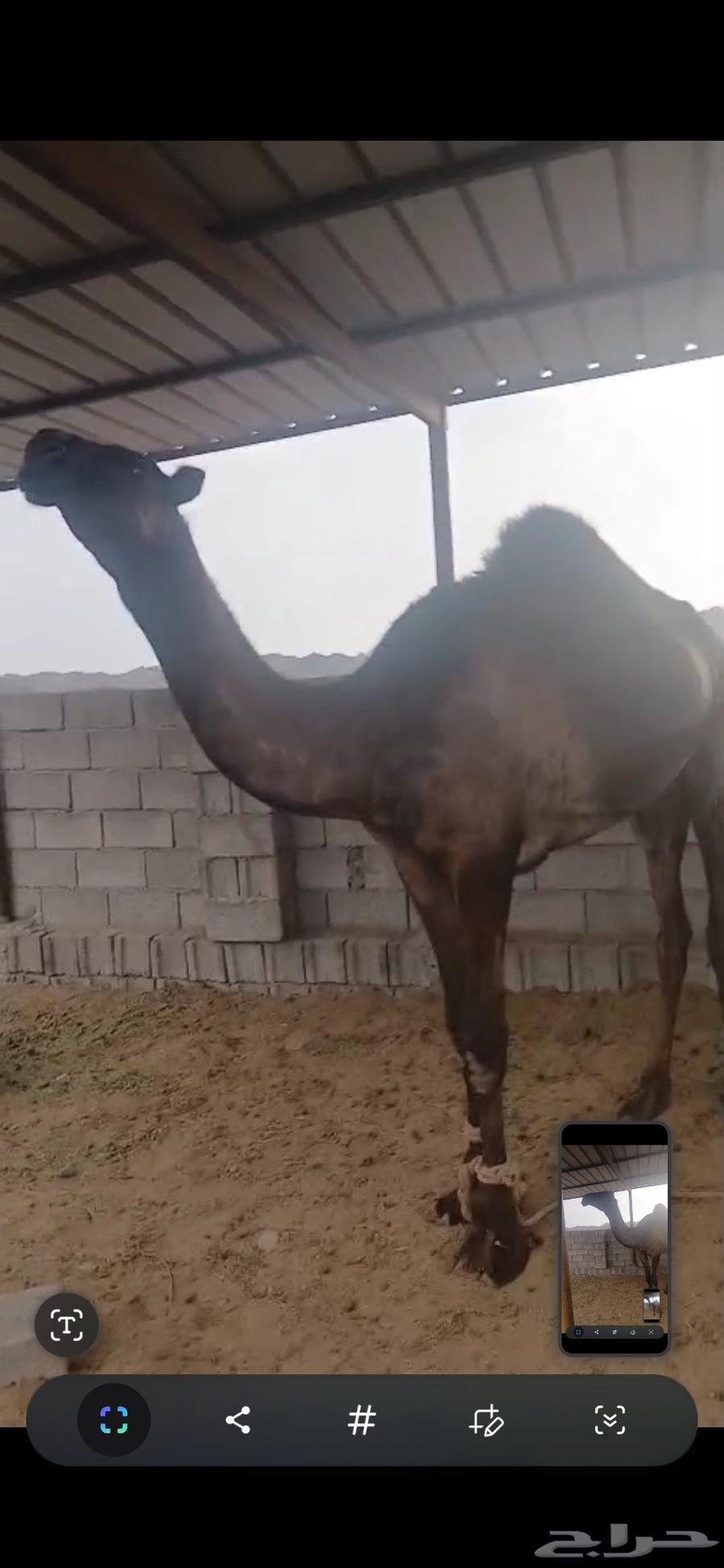 قعود للبيع64524739899393113