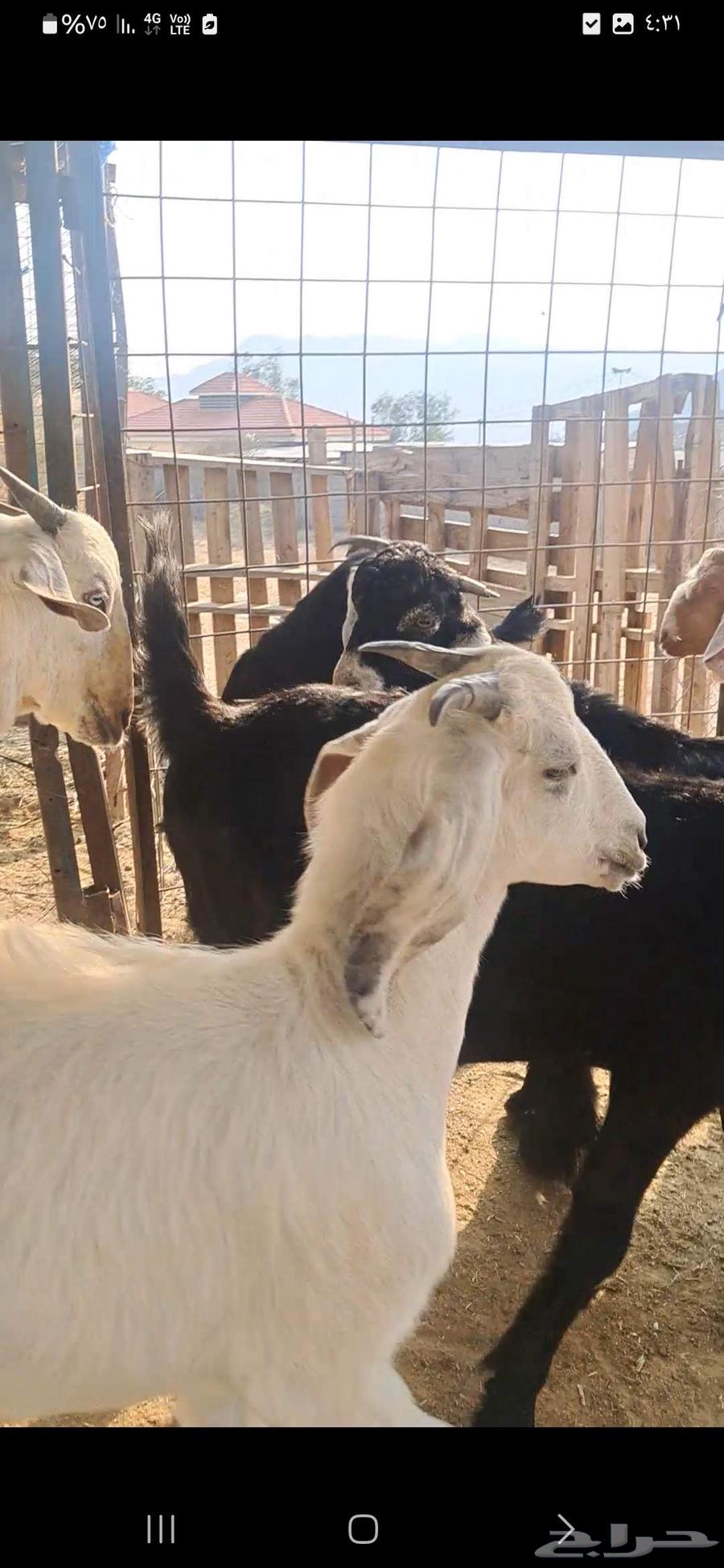 للبيع تيوس نضاف وشحم64523373185539111