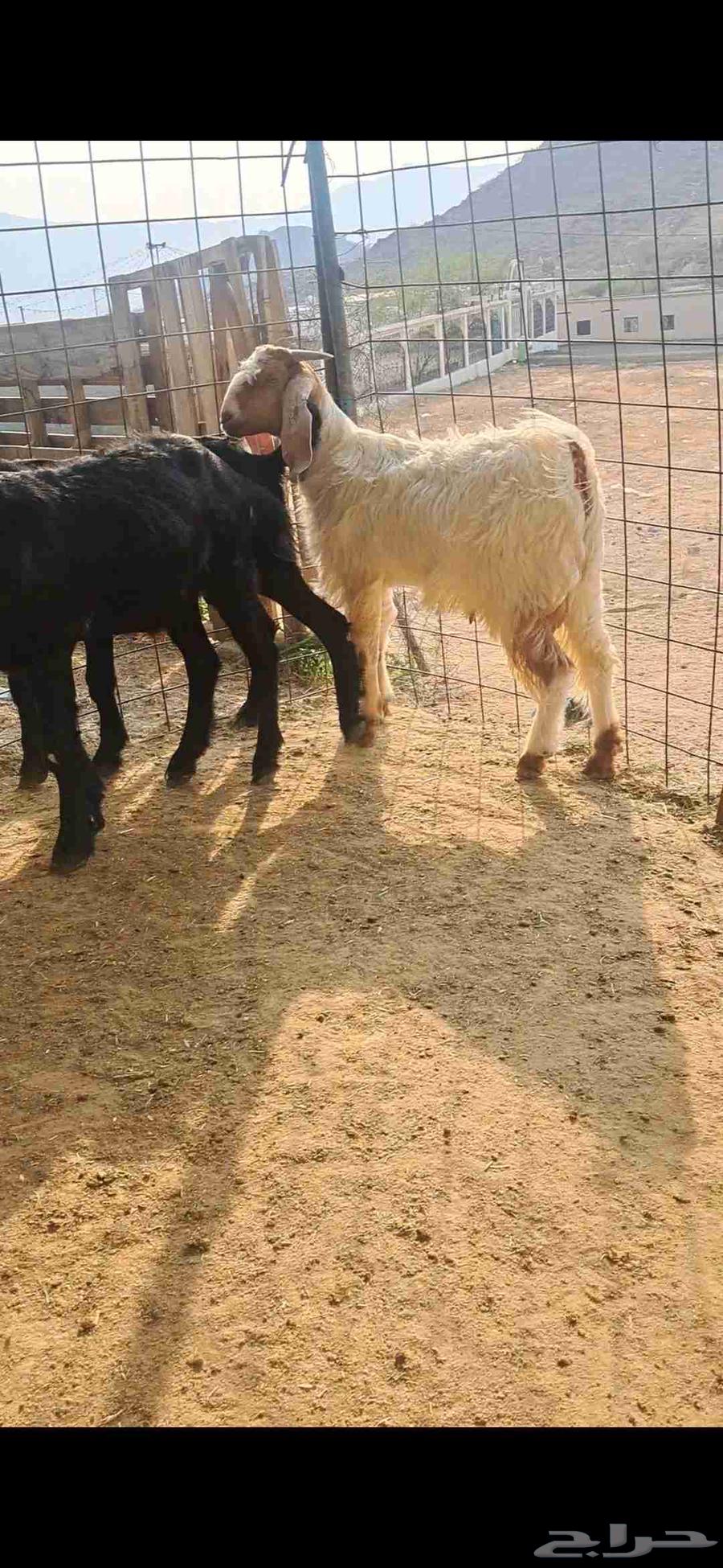 للبيع تيوس نضاف وشحم64523373185539112