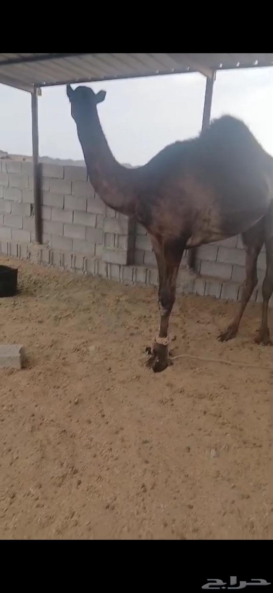 قعود للبيع64524739899393112