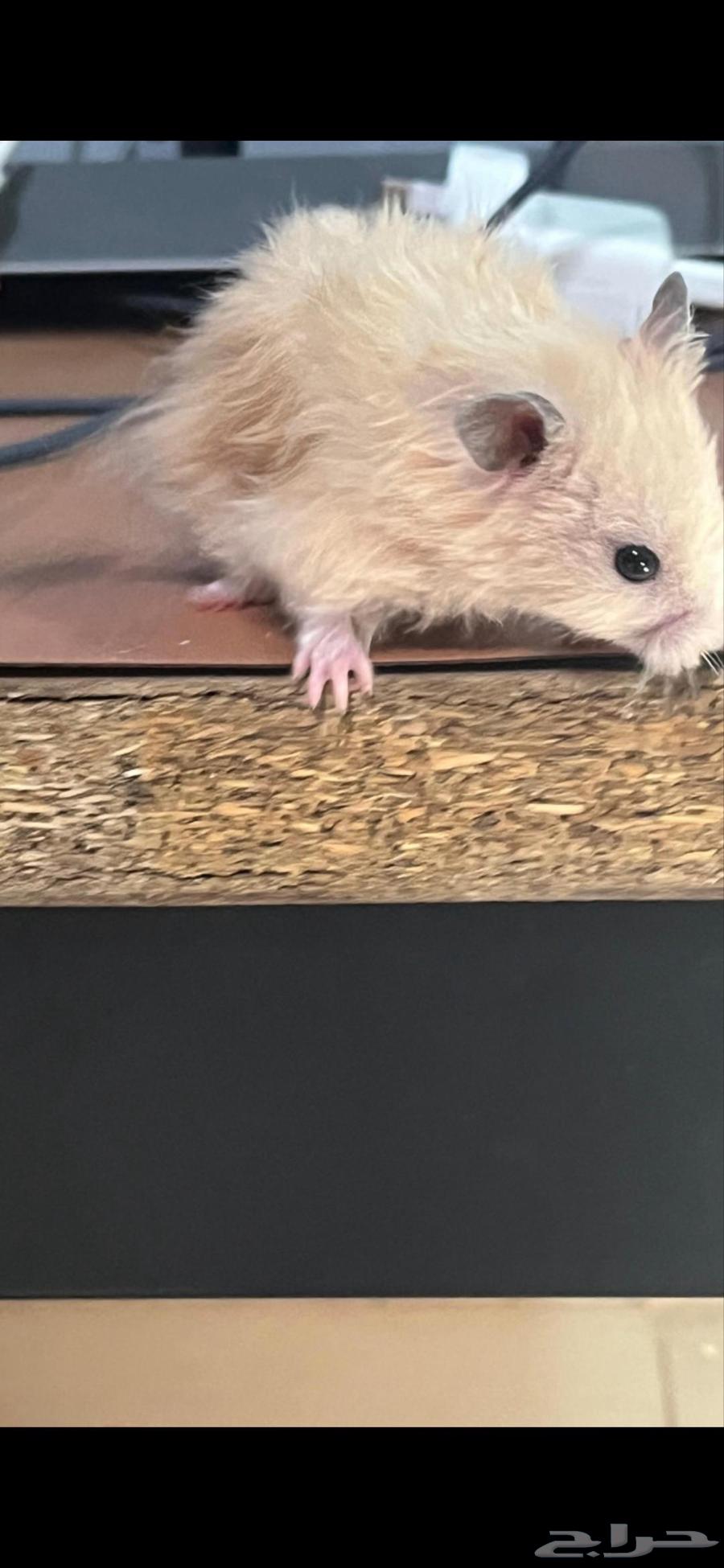 هامستر سوري للبيع64522683339905112