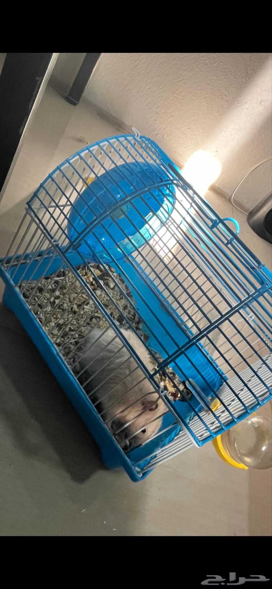 هامستر سوري للبيع64522683339905113