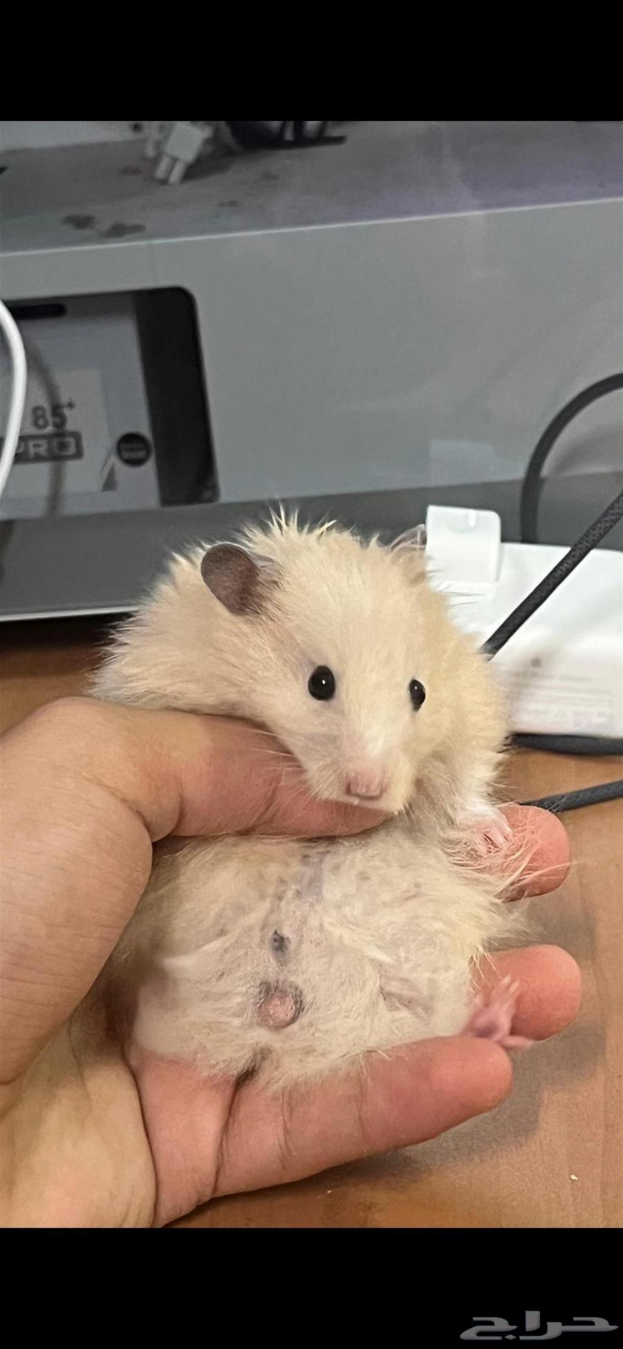 هامستر سوري للبيع64522683339905110