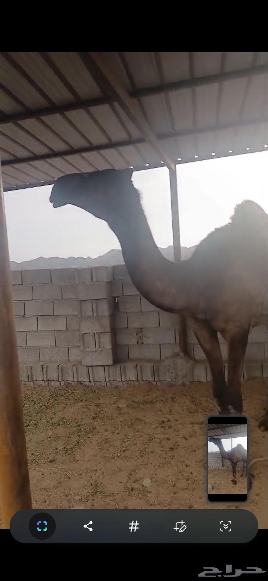 قعود للبيع64524739899393110