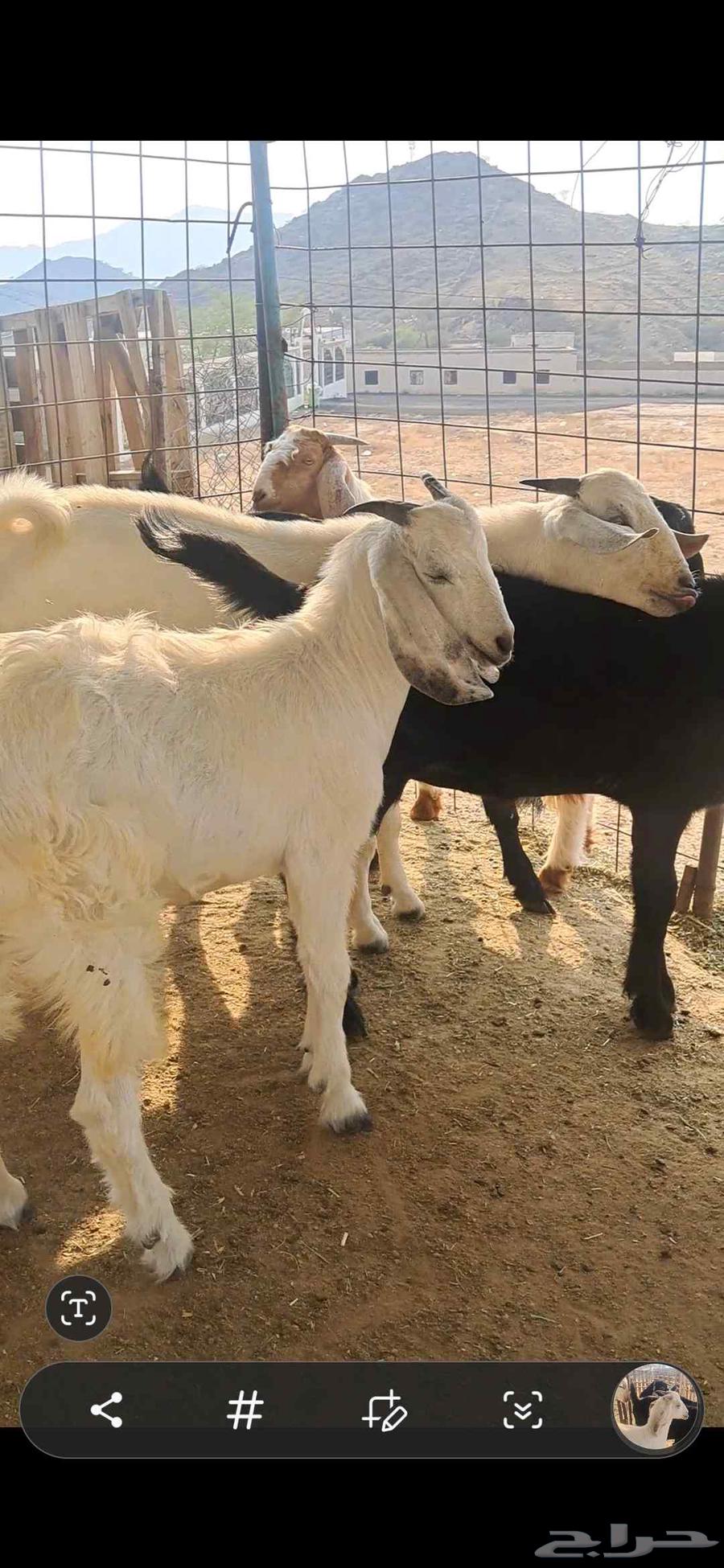 للبيع تيوس نضاف وشحم64523373185539113