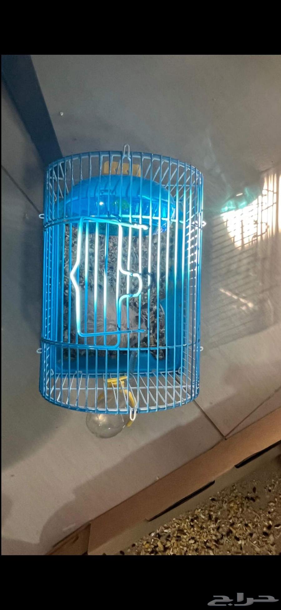 هامستر سوري للبيع64522683339905114