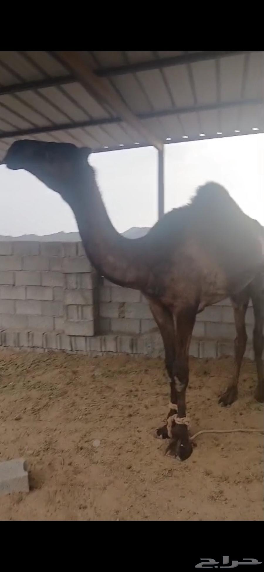 قعود للبيع64524739899393111