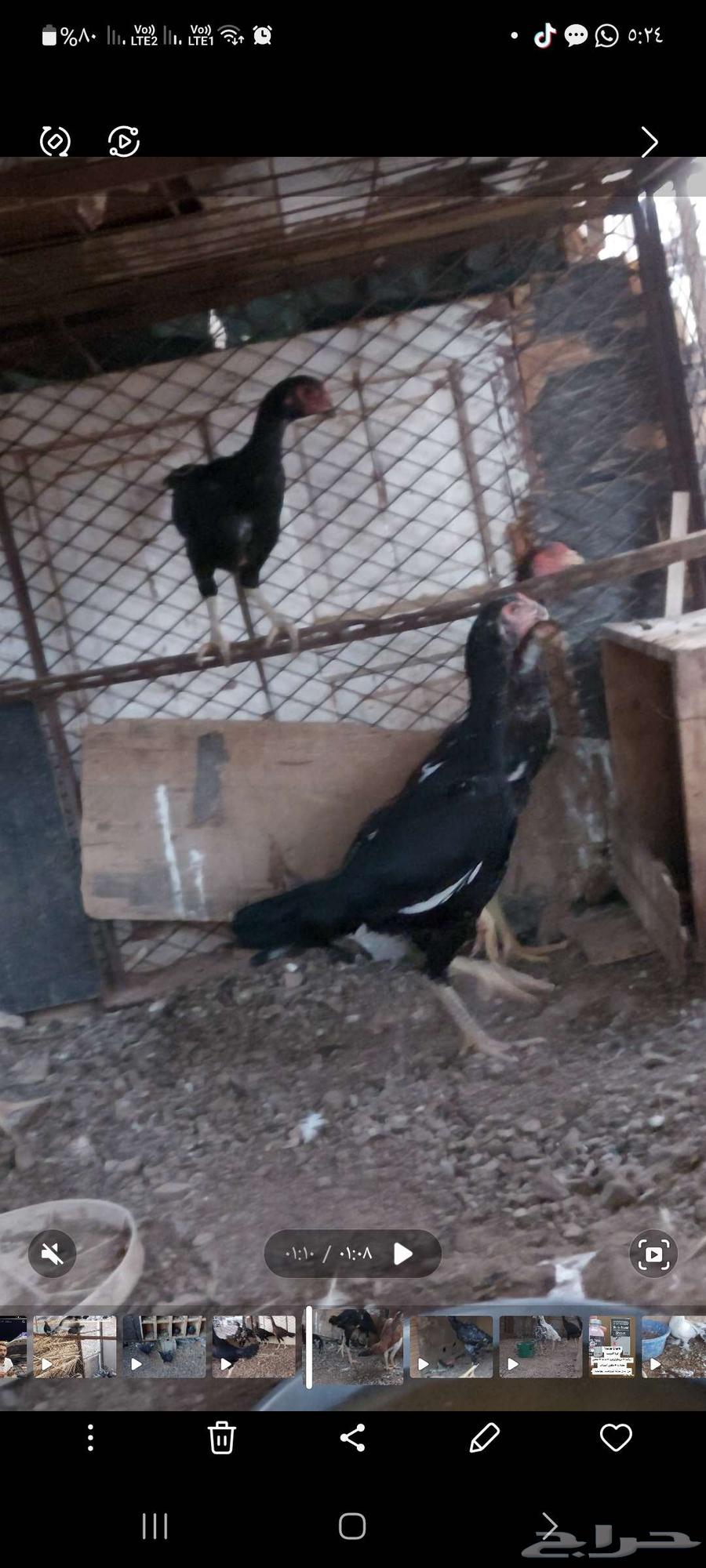 فروخ ياباني تم البيع64523837868034113