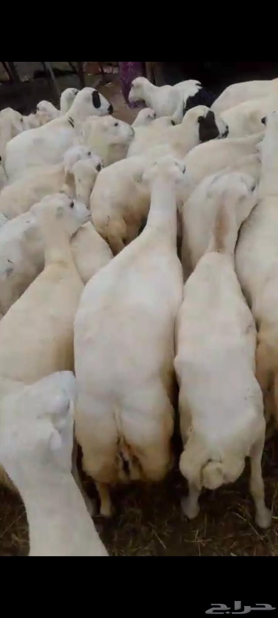 يوجد لدينا ضان رفيديات للبيع العدد 100راس منتجات منها 2064524559278209110