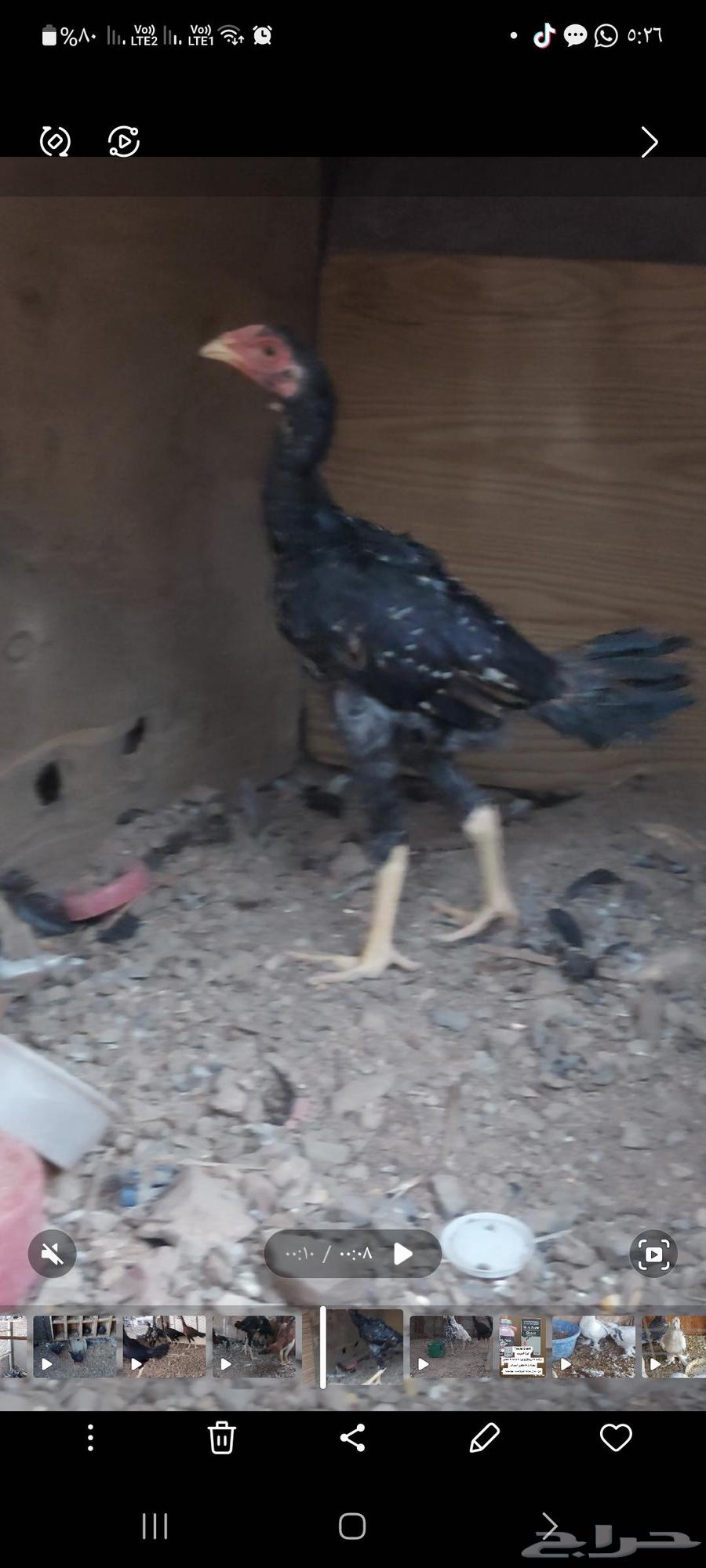 فروخ ياباني تم البيع64523837868034114