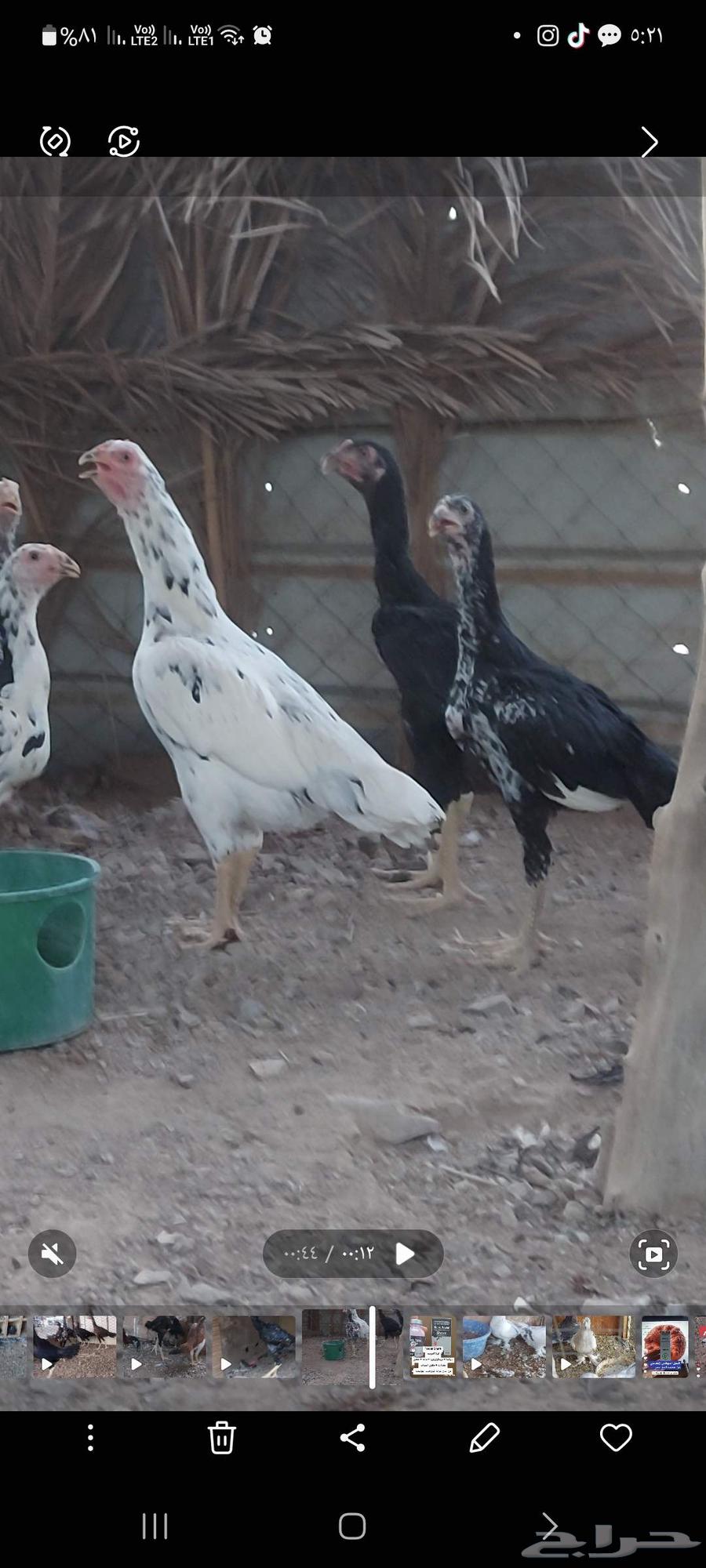 فروخ ياباني تم البيع64523837868034111