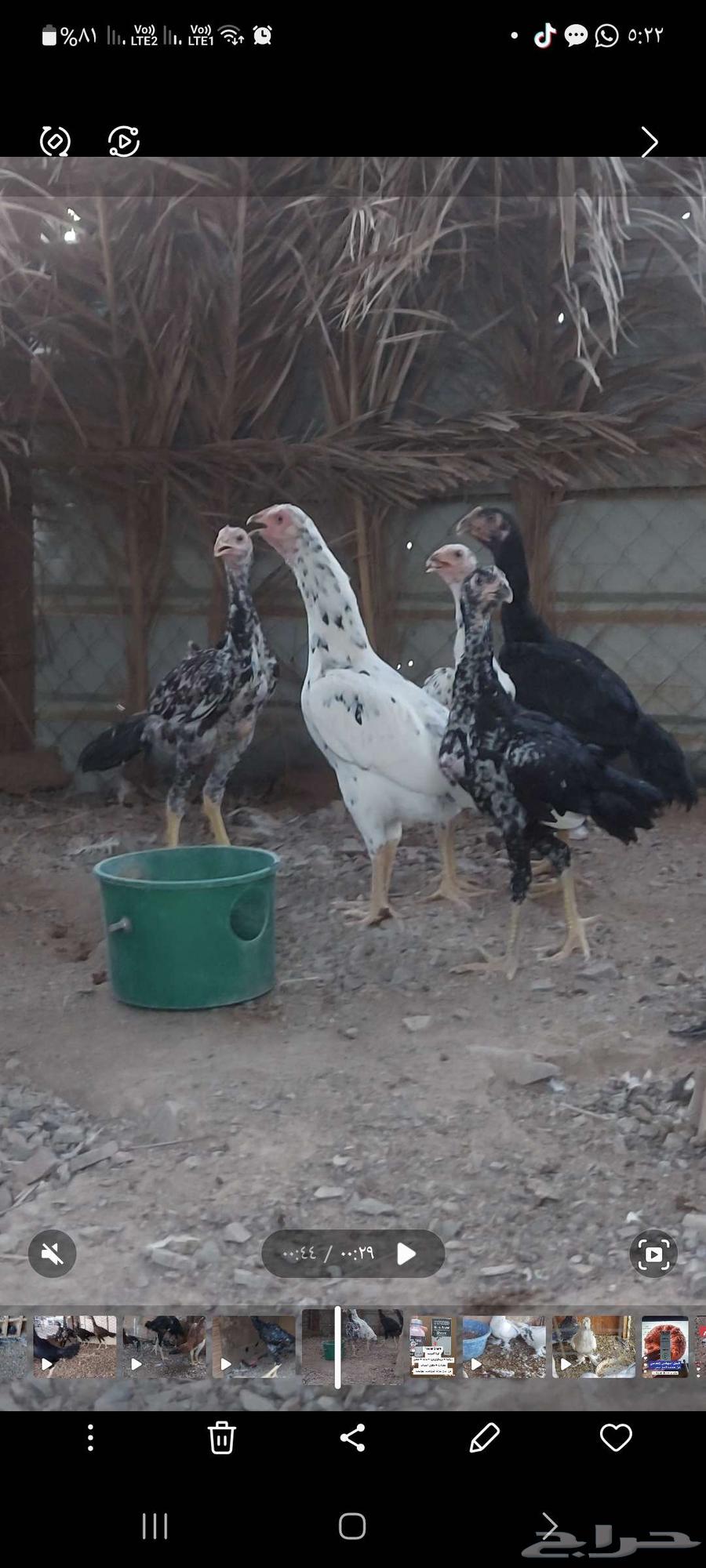 فروخ ياباني تم البيع64523837868034110