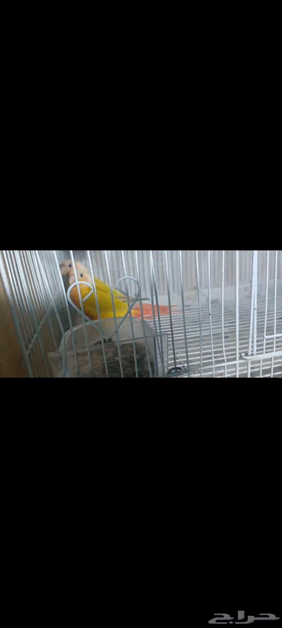 للبيع زوج كنيور امريكان دايلت64521949129219110