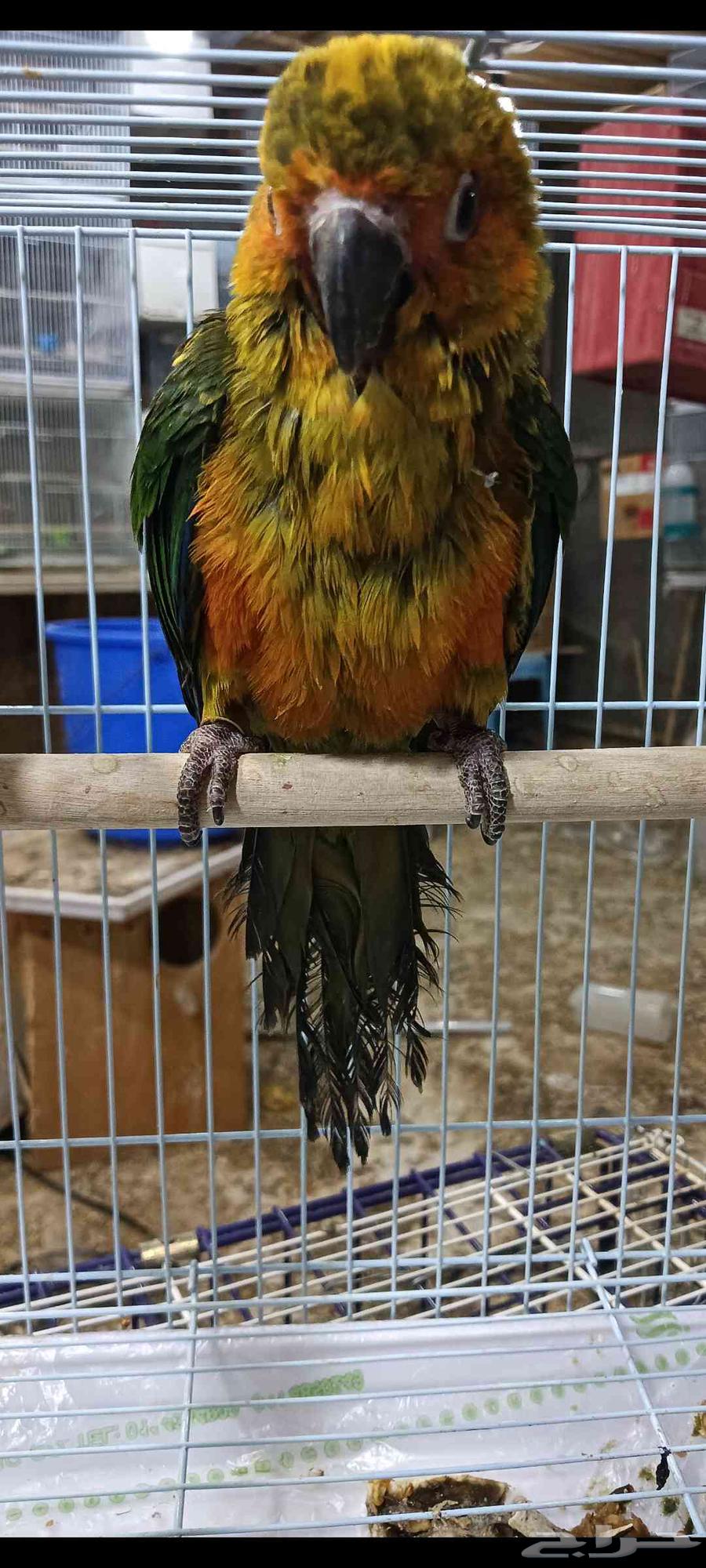 فرخ صن كنيور فرخ غر64526383784195110