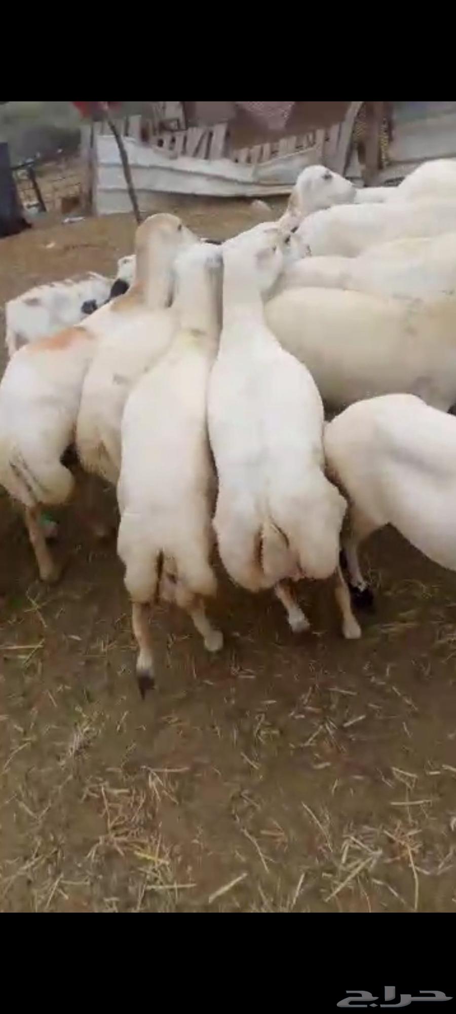 يوجد لدينا ضان رفيديات للبيع العدد 100راس منتجات منها 2064524559278209113