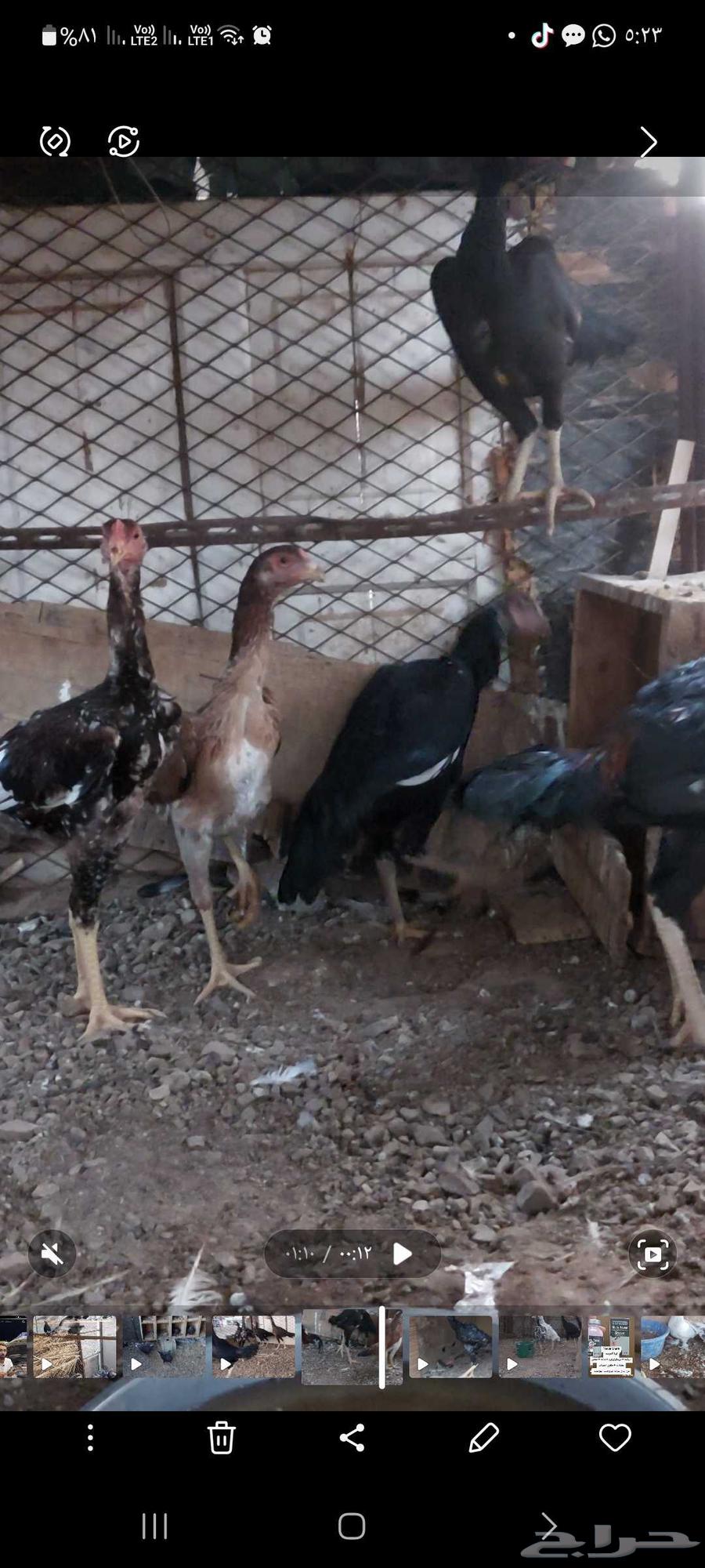 فروخ ياباني تم البيع64523837868034112