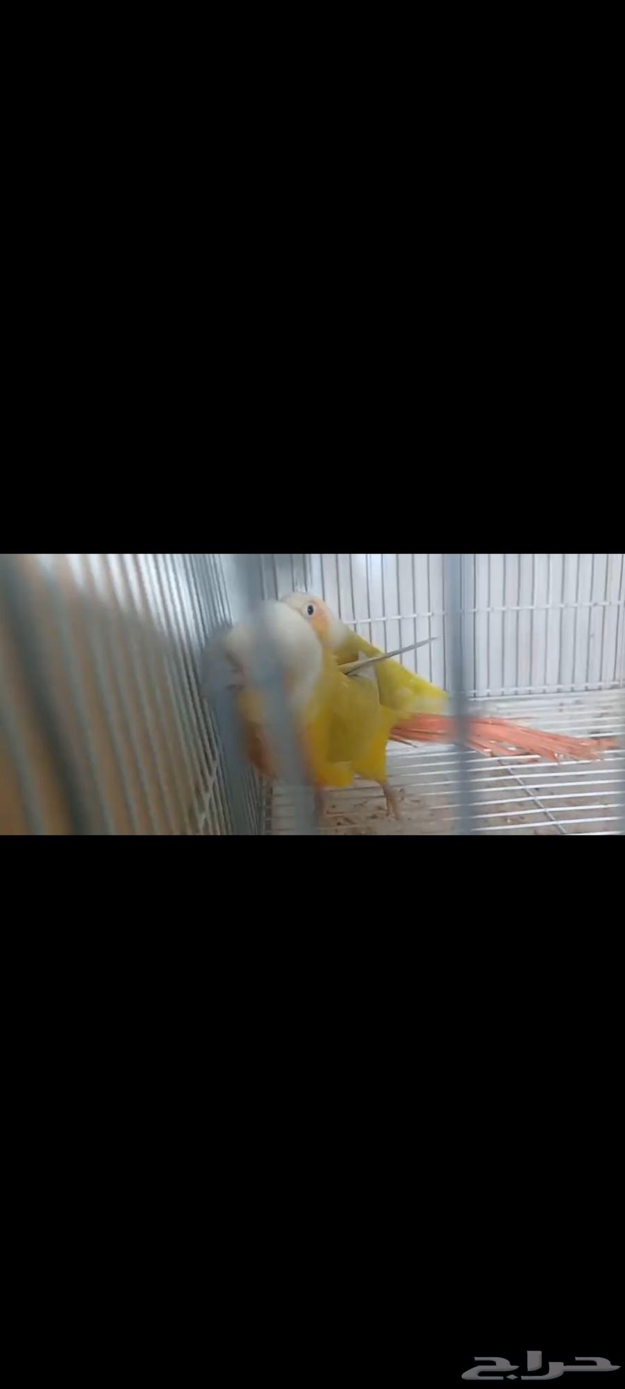 للبيع زوج كنيور امريكان دايلت64521949129219111