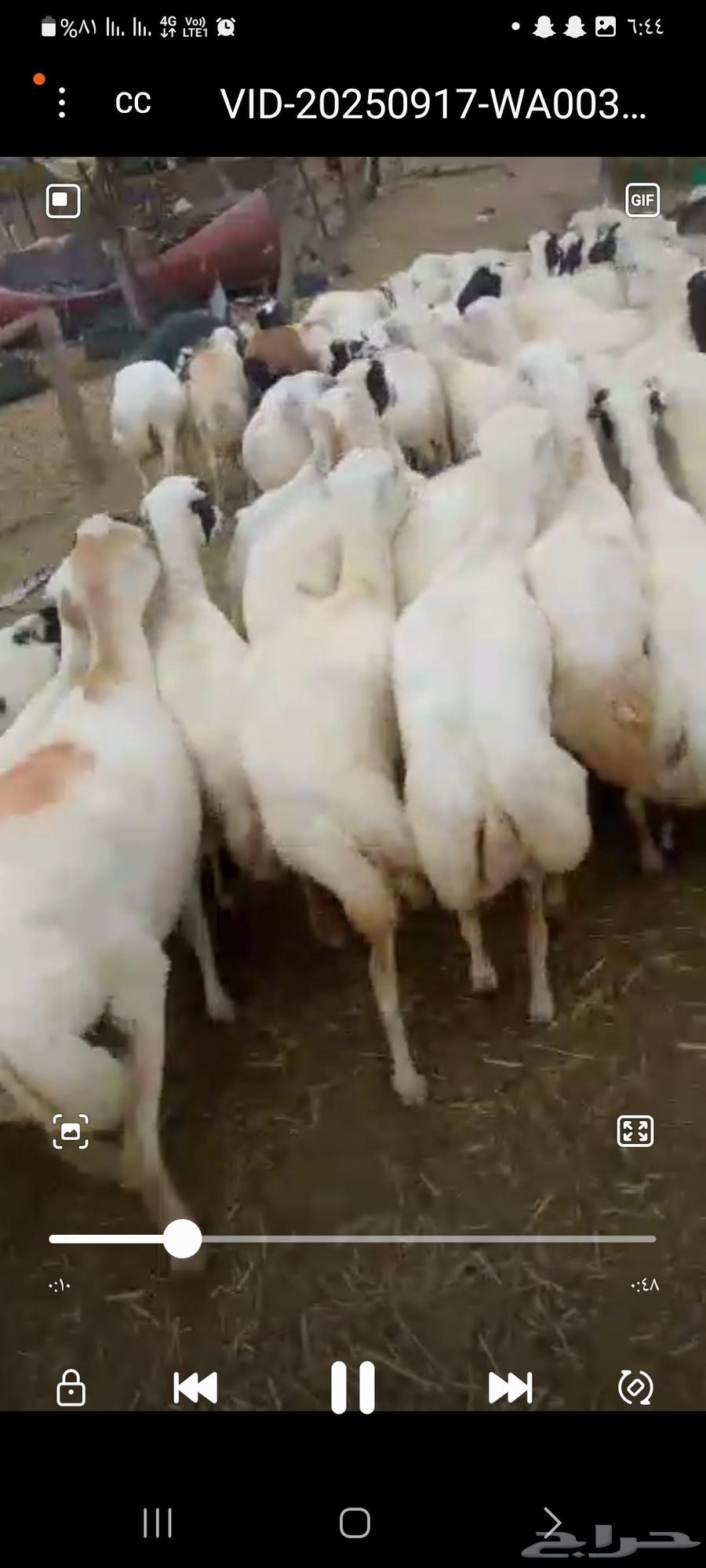 يوجد لدينا ضان رفيديات للبيع العدد 100راس منتجات منها 2064524559278209111