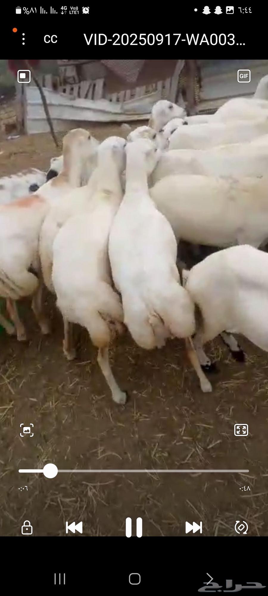 يوجد لدينا ضان رفيديات للبيع العدد 100راس منتجات منها 2064524559278209112