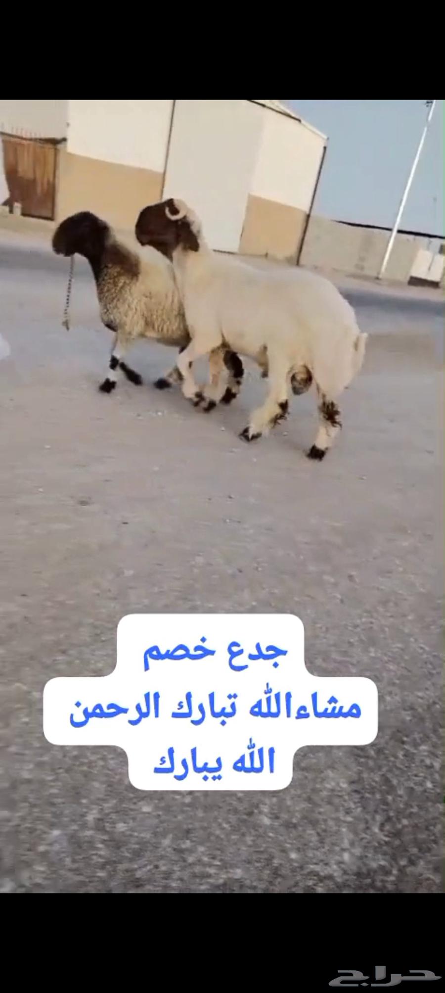 جدع خصم الخصم للبيع وله تعريف64524130291586114