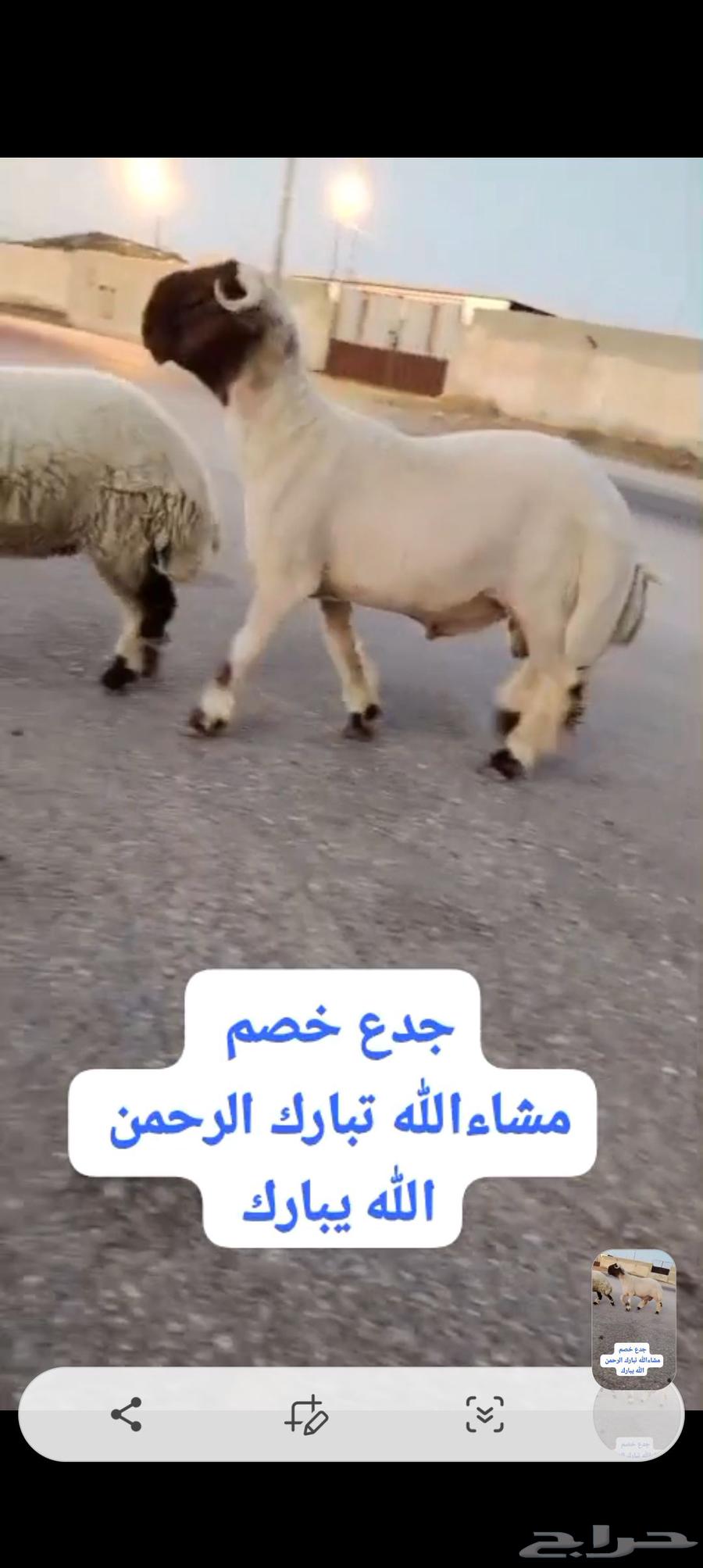 جدع خصم الخصم للبيع وله تعريف64524130291586110