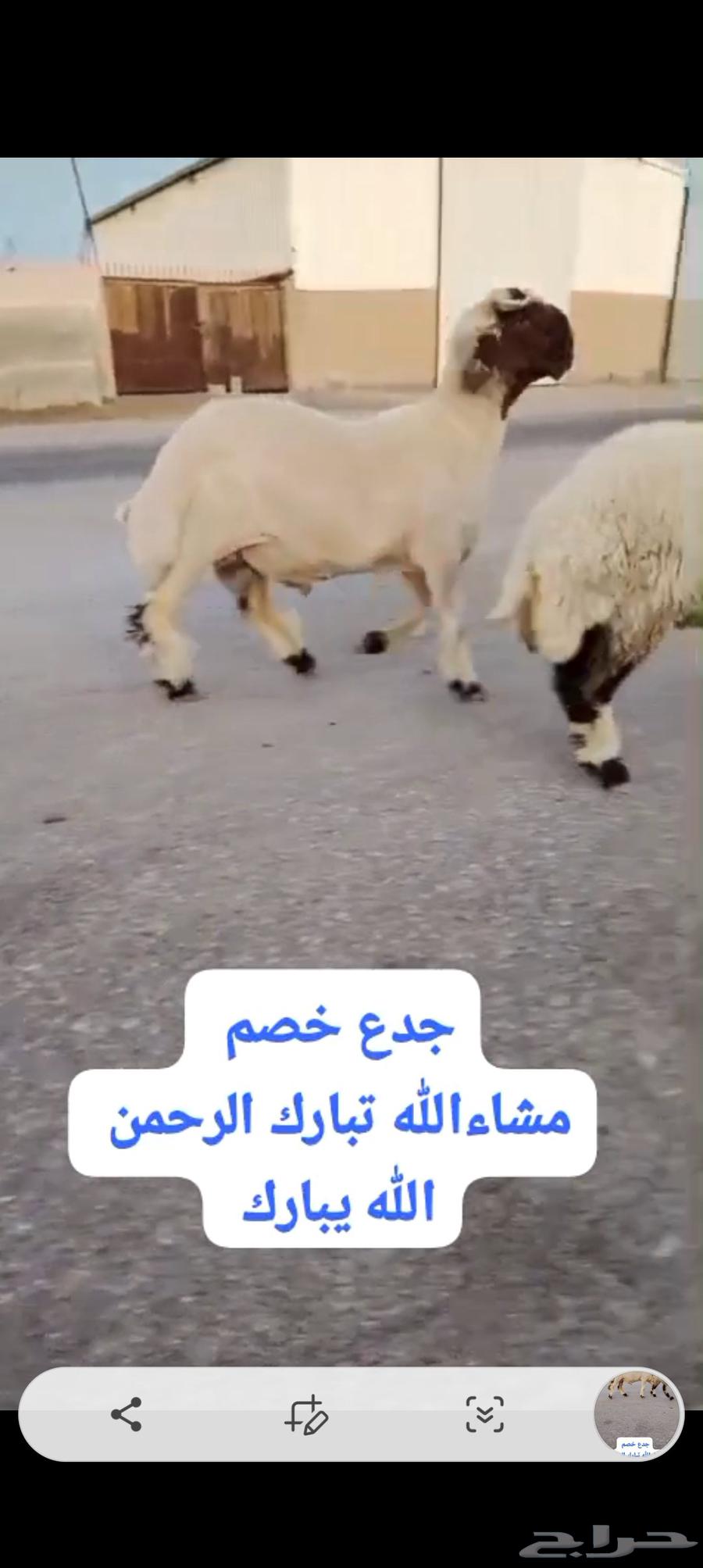 جدع خصم الخصم للبيع وله تعريف64524130291586113