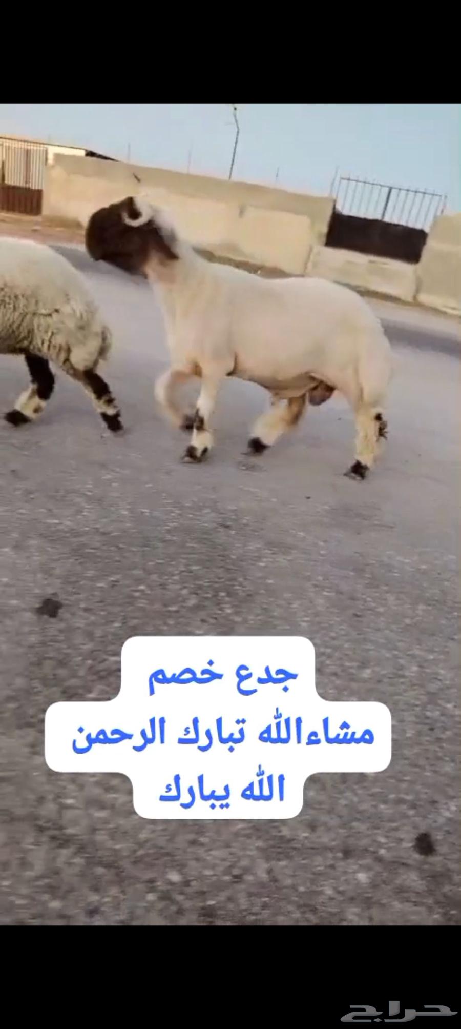 جدع خصم الخصم للبيع وله تعريف64524130291586111